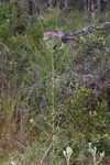 Coastal plain chaffhead